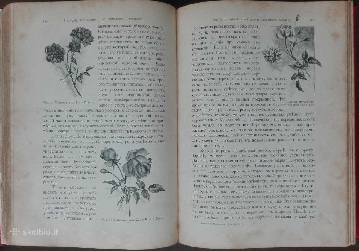 1716. Комнатное Садоводство Уход За Комнатными Рас - nuotraukos Nr. 14