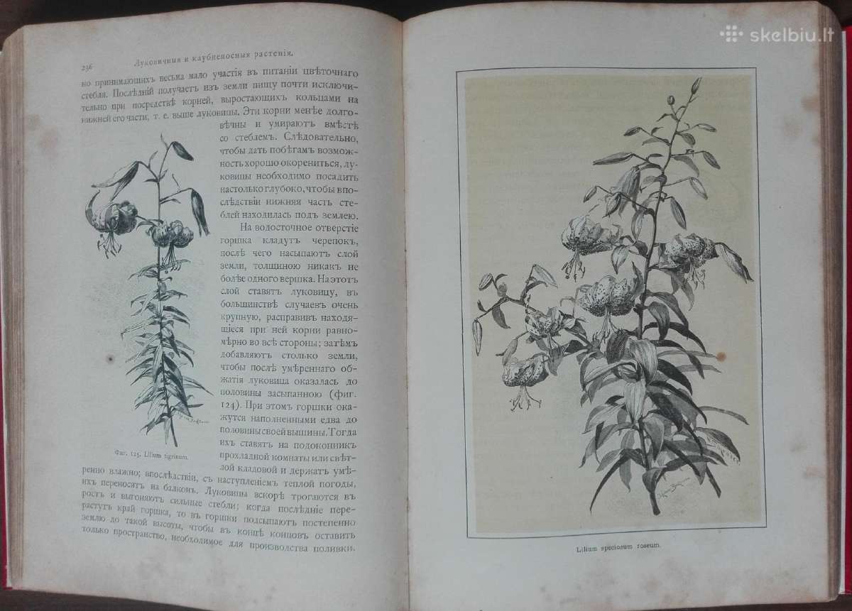 1716. Комнатное Садоводство Уход За Комнатными Рас - nuotraukos Nr. 15
