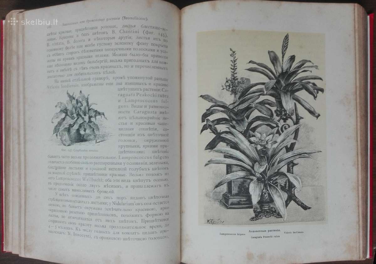 1716. Комнатное Садоводство Уход За Комнатными Рас - nuotraukos Nr. 16