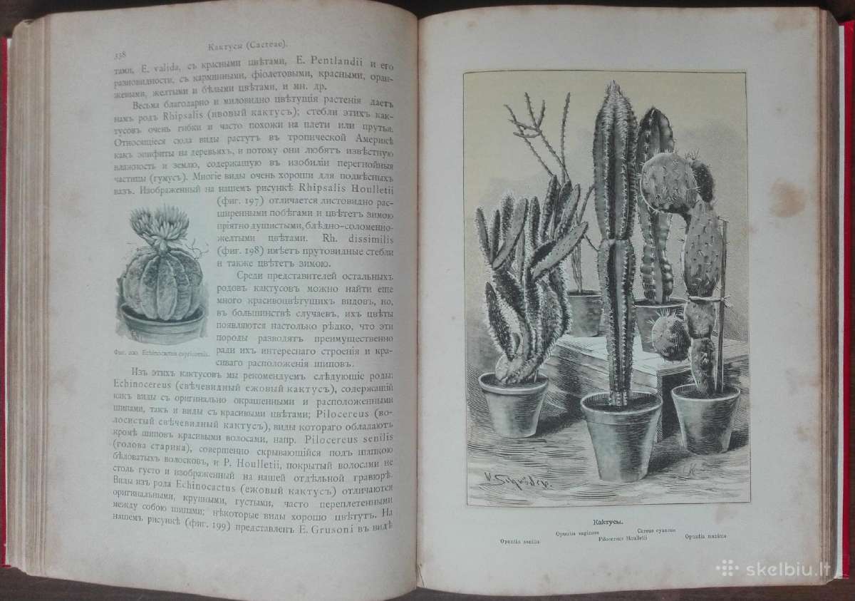 1716. Комнатное Садоводство Уход За Комнатными Рас - nuotraukos Nr. 17