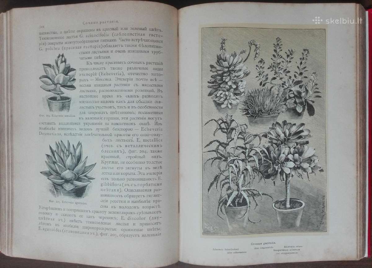 1716. Комнатное Садоводство Уход За Комнатными Рас - nuotraukos Nr. 18
