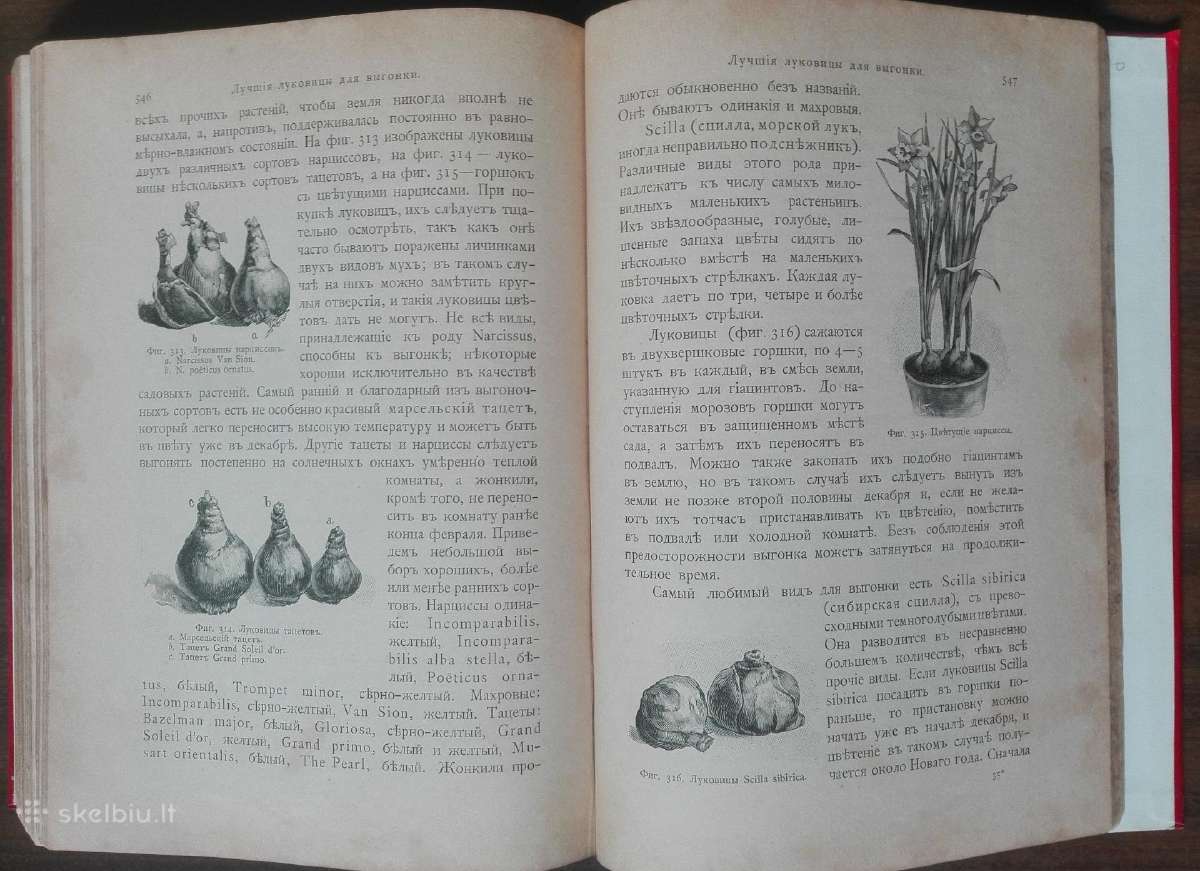 1716. Комнатное Садоводство Уход За Комнатными Рас - nuotraukos Nr. 22