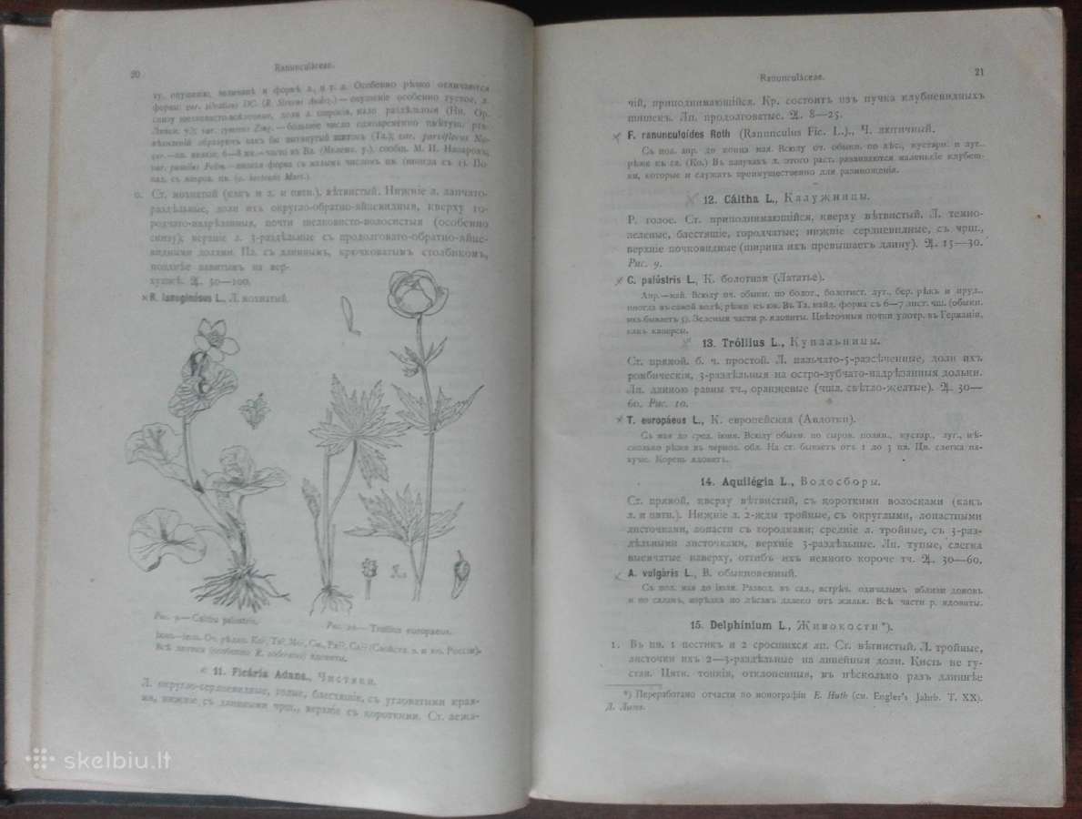 1717. Флора Средней Россiи - nuotraukos Nr. 4