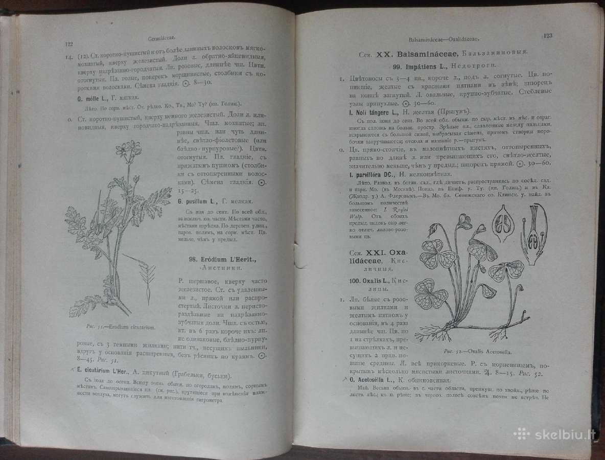 1717. Флора Средней Россiи - nuotraukos Nr. 5