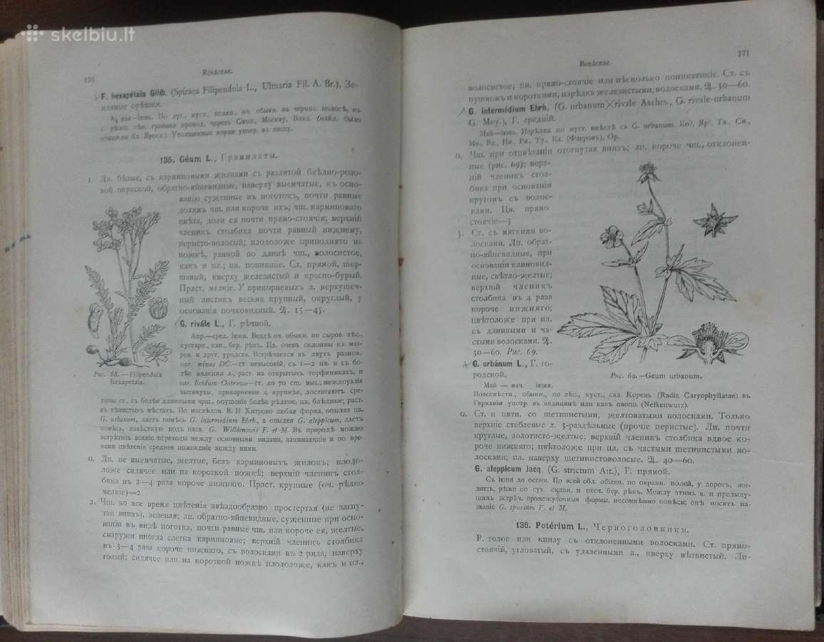 1717. Флора Средней Россiи - nuotraukos Nr. 6
