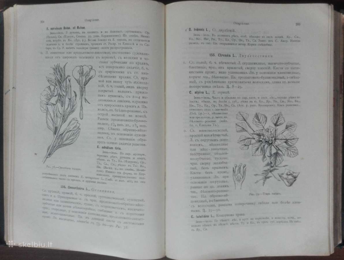 1717. Флора Средней Россiи - nuotraukos Nr. 7