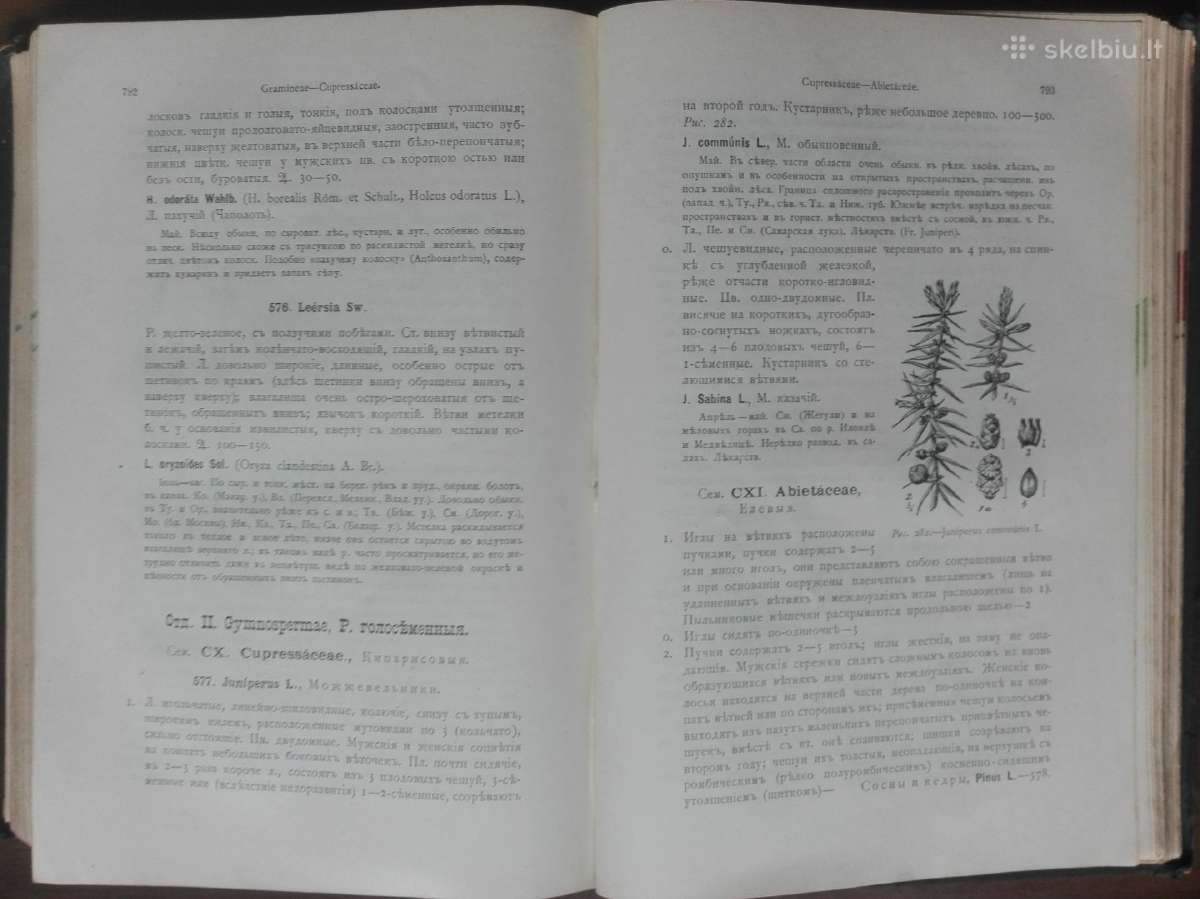 1717. Флора Средней Россiи - nuotraukos Nr. 10