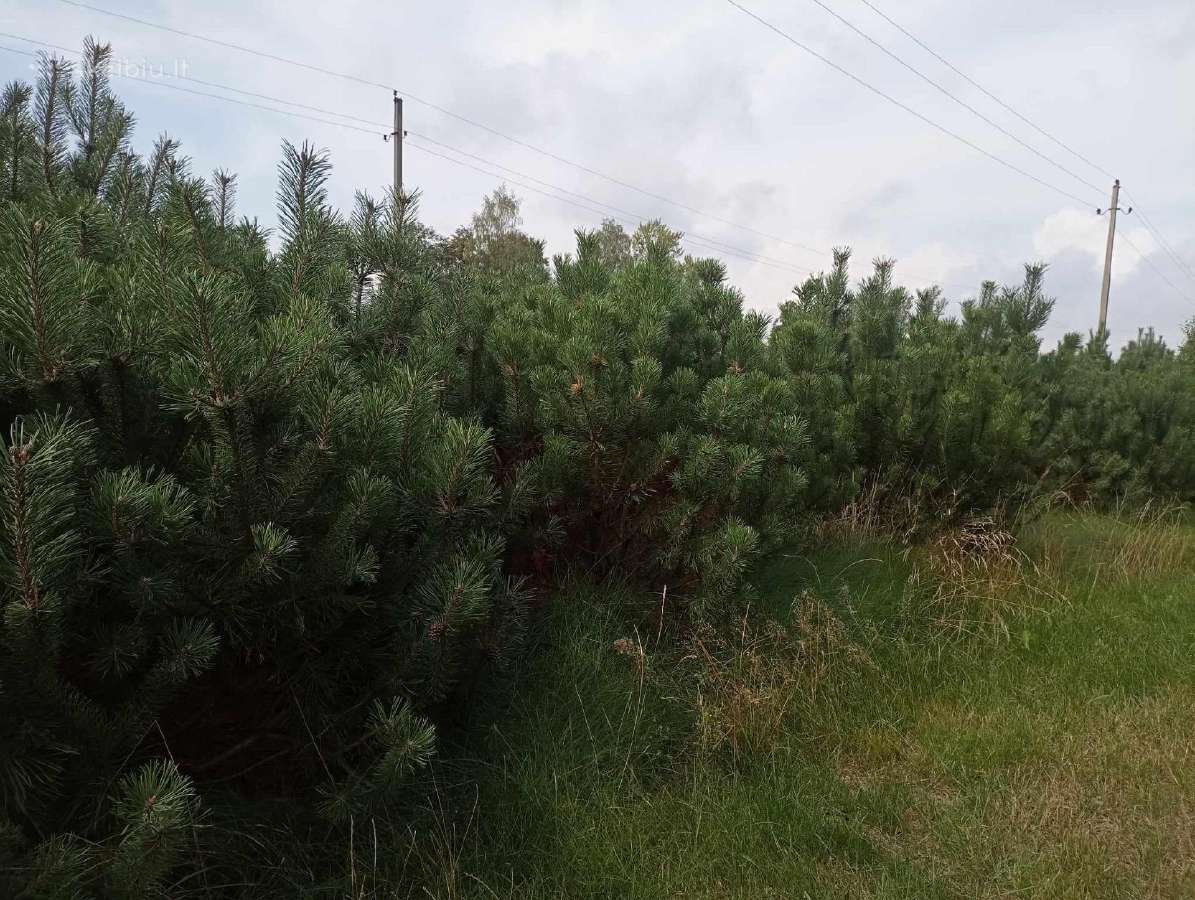 Didelės kalninės pušeles,papr.pušys, eglės,pocūgės - nuotraukos Nr. 31