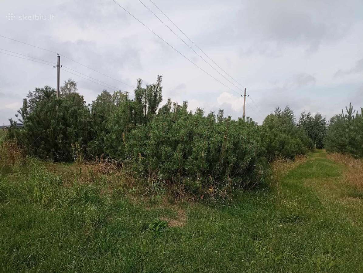 Didelės kalninės pušeles,papr.pušys, eglės,pocūgės - nuotraukos Nr. 32