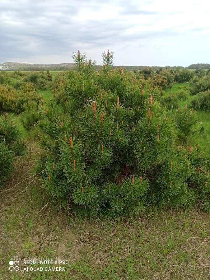 Didelės kalninės pušeles,papr.pušys, eglės,pocūgės - nuotraukos Nr. 34