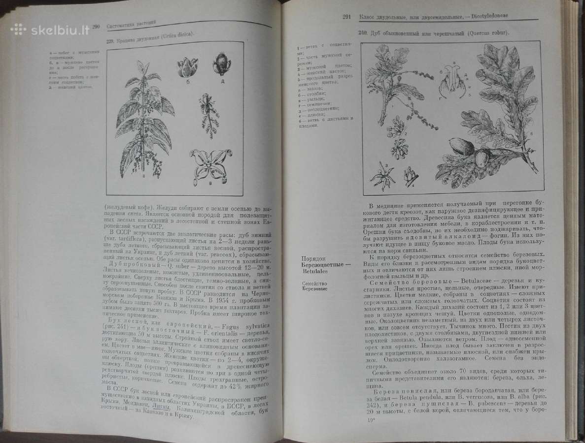 1727. Ботаника С Основами Общей Биологии Журбин А. - nuotraukos Nr. 11