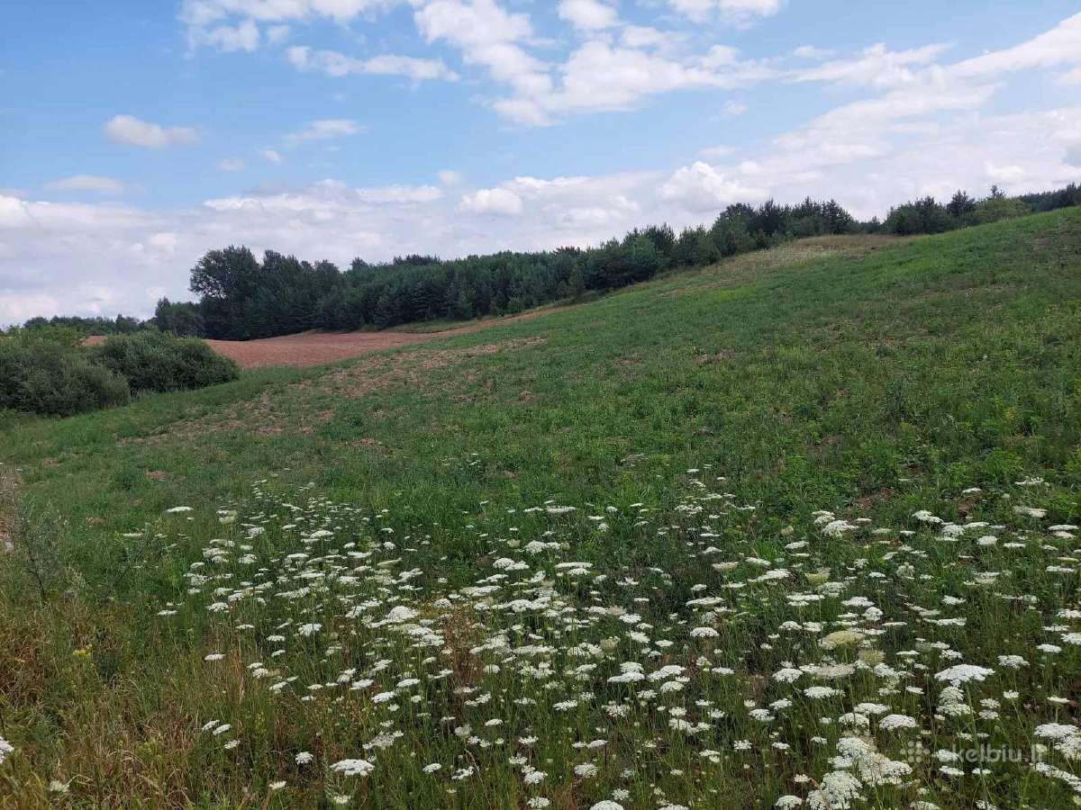 Žemės ūkio paskirties žemė - nuotraukos Nr. 5