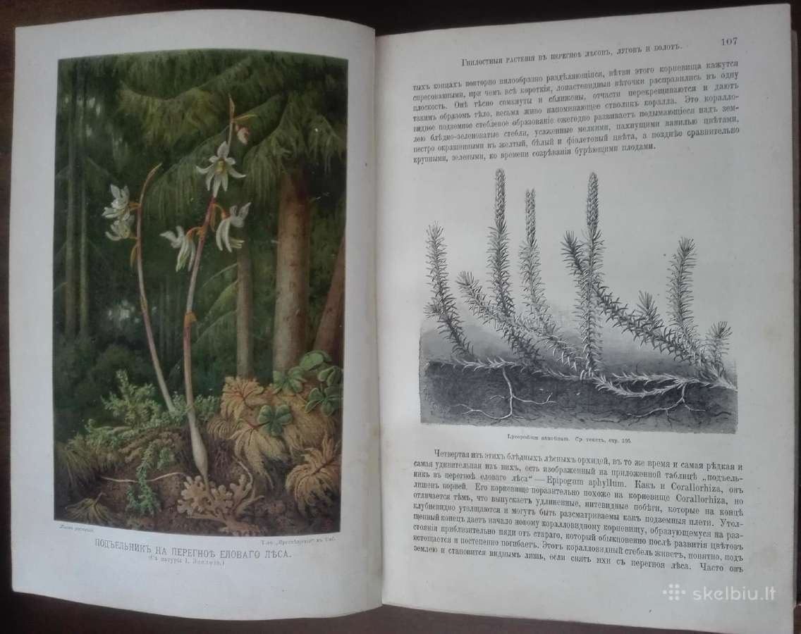 1739. Жизнь Растенiй А. Кернере фонъ-мариланунъ - nuotraukos Nr. 5