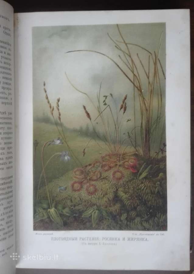 1739. Жизнь Растенiй А. Кернере фонъ-мариланунъ - nuotraukos Nr. 6