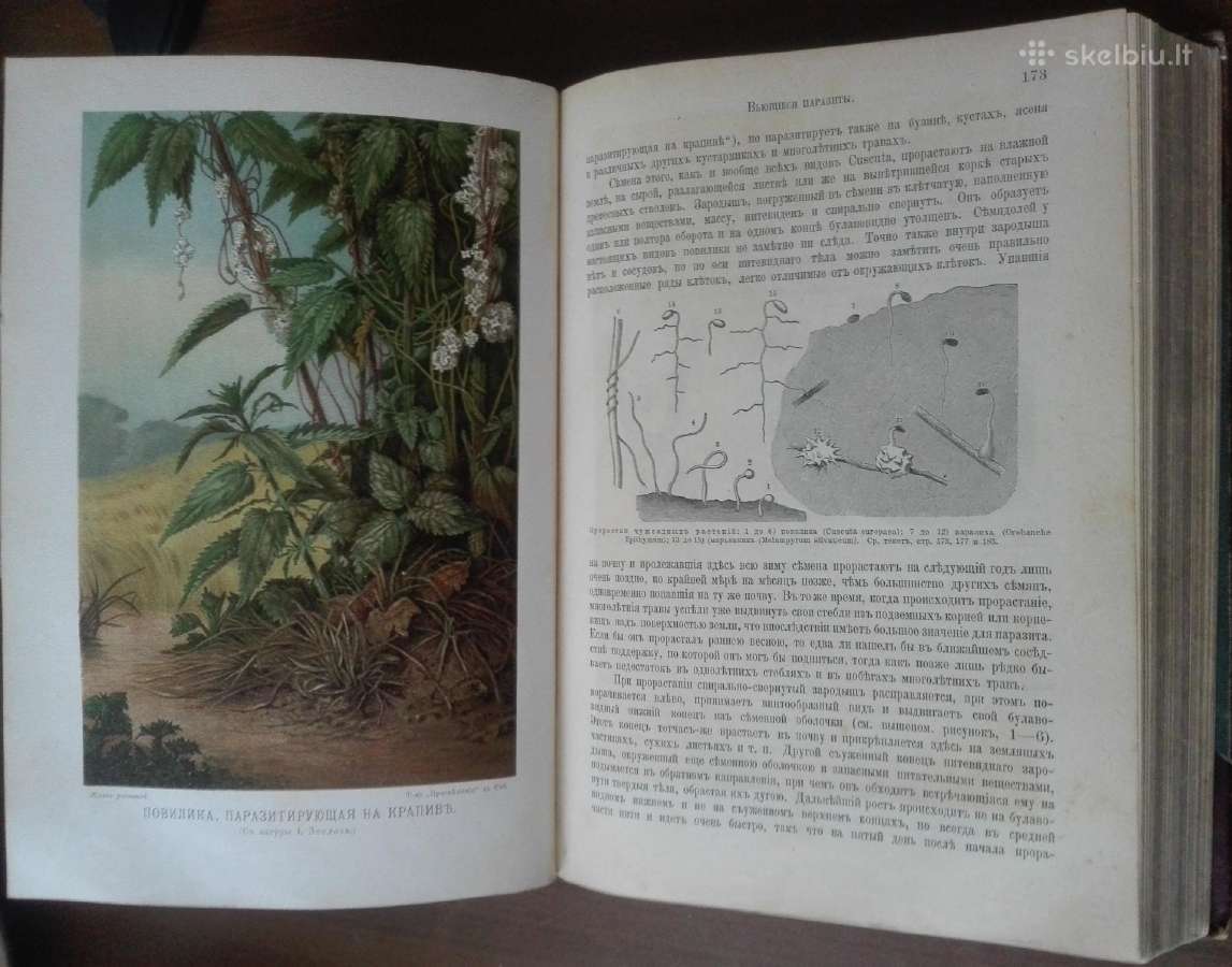 1739. Жизнь Растенiй А. Кернере фонъ-мариланунъ - nuotraukos Nr. 7