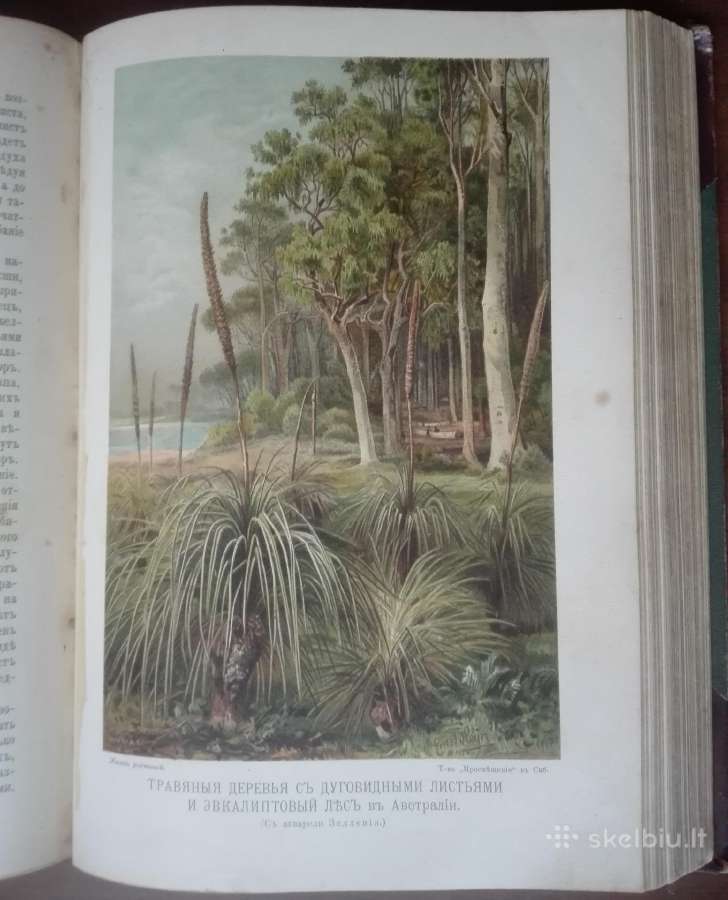 1739. Жизнь Растенiй А. Кернере фонъ-мариланунъ - nuotraukos Nr. 8