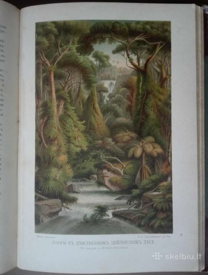 1739. Жизнь Растенiй А. Кернере фонъ-мариланунъ - nuotraukos Nr. 9