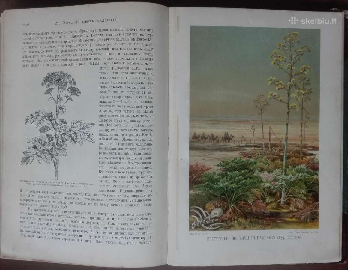 1739. Жизнь Растенiй А. Кернере фонъ-мариланунъ - nuotraukos Nr. 10