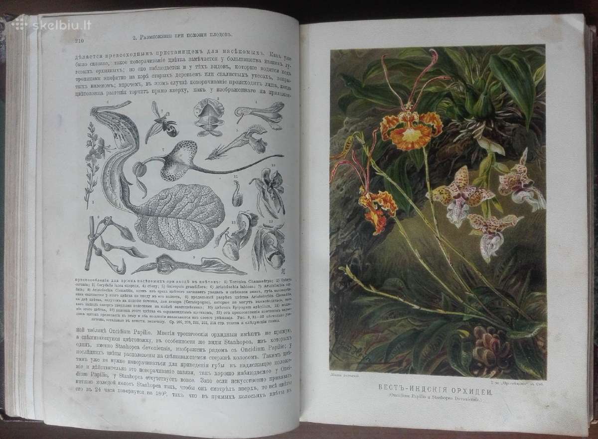 1739. Жизнь Растенiй А. Кернере фонъ-мариланунъ - nuotraukos Nr. 15