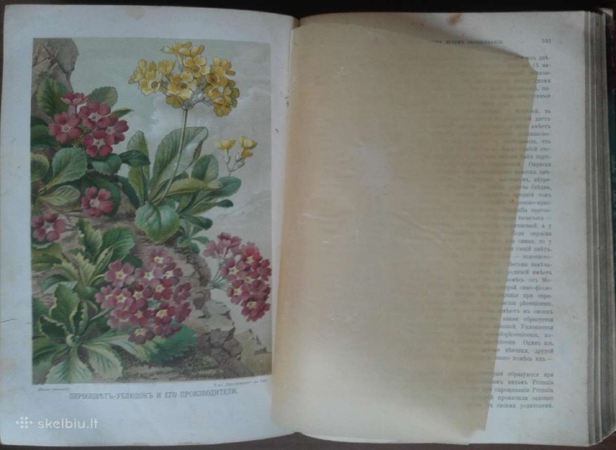 1739. Жизнь Растенiй А. Кернере фонъ-мариланунъ - nuotraukos Nr. 16