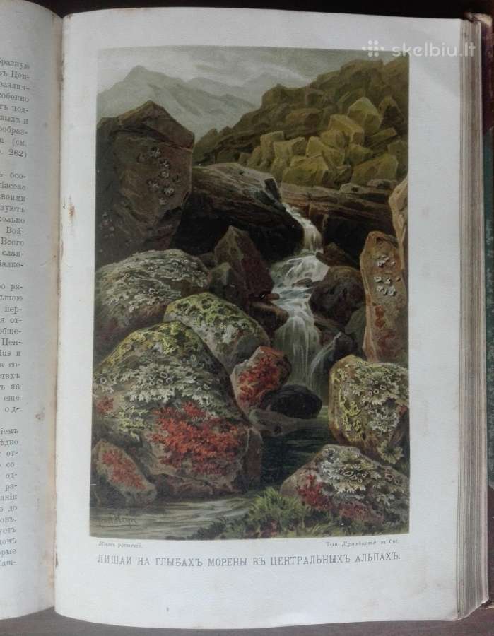 1739. Жизнь Растенiй А. Кернере фонъ-мариланунъ - nuotraukos Nr. 19