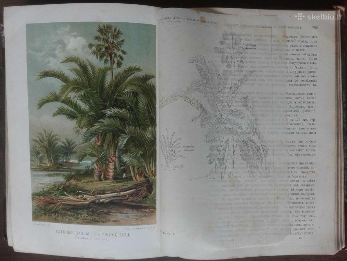 1739. Жизнь Растенiй А. Кернере фонъ-мариланунъ - nuotraukos Nr. 20