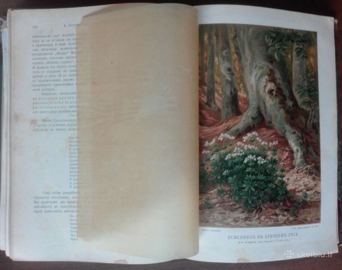 1739. Жизнь Растенiй А. Кернере фонъ-мариланунъ - nuotraukos Nr. 21