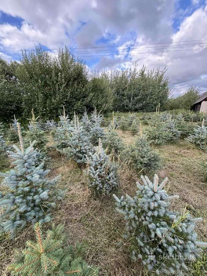Kaledines (sidabrines) eglutes, aukštis 1-2 m - nuotraukos Nr. 2