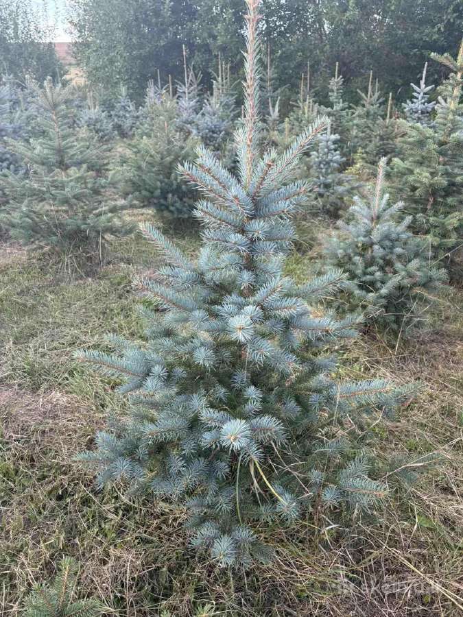 Kaledines (sidabrines) eglutes, aukštis 1-2 m - nuotraukos Nr. 3