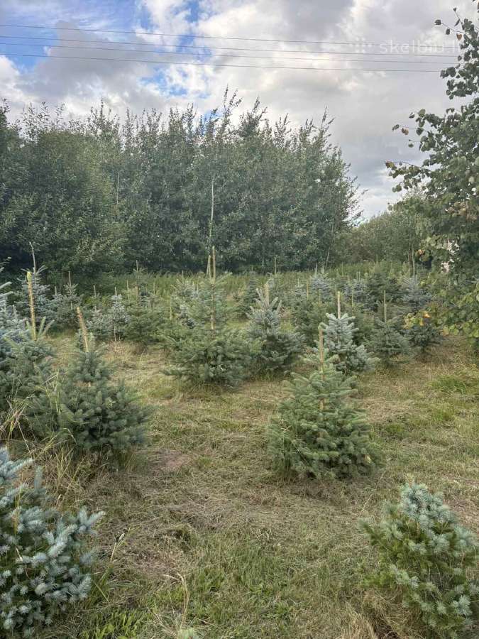 Kaledines (sidabrines) eglutes, aukštis 1-2 m - nuotraukos Nr. 6