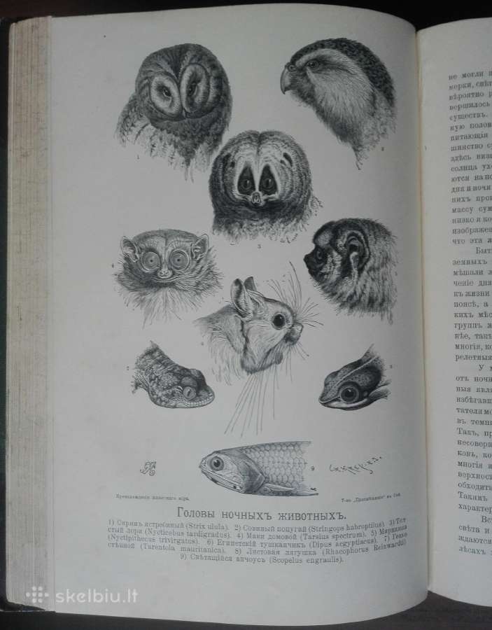 1740. Происхожденiе Животнаго Мiра Вильгедьма Гаак - nuotraukos Nr. 13