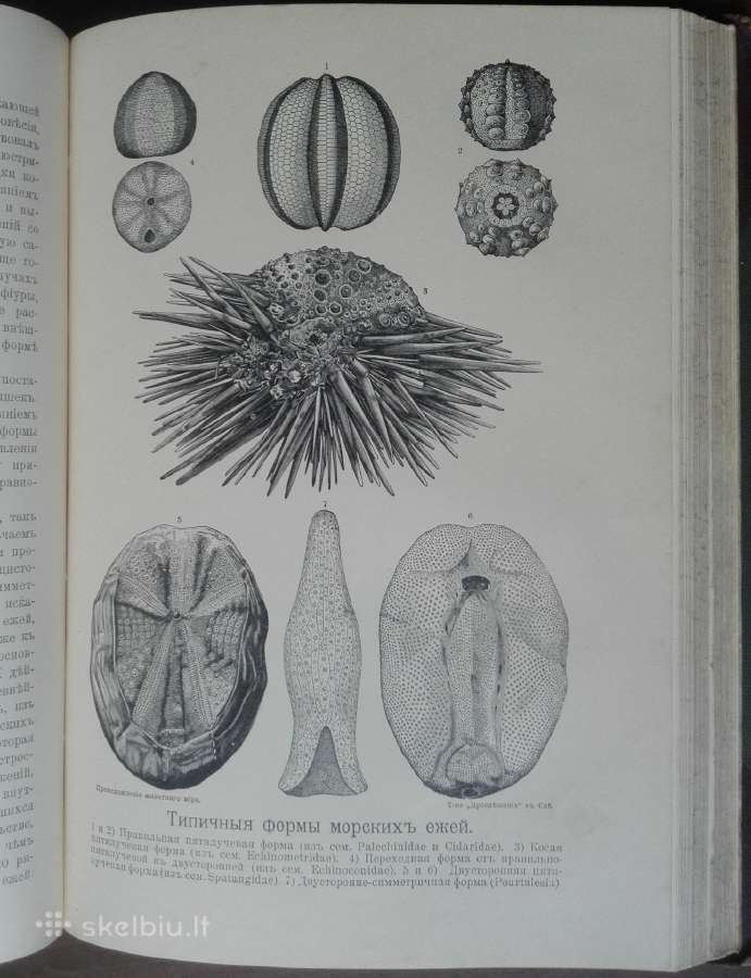 1740. Происхожденiе Животнаго Мiра Вильгедьма Гаак - nuotraukos Nr. 14