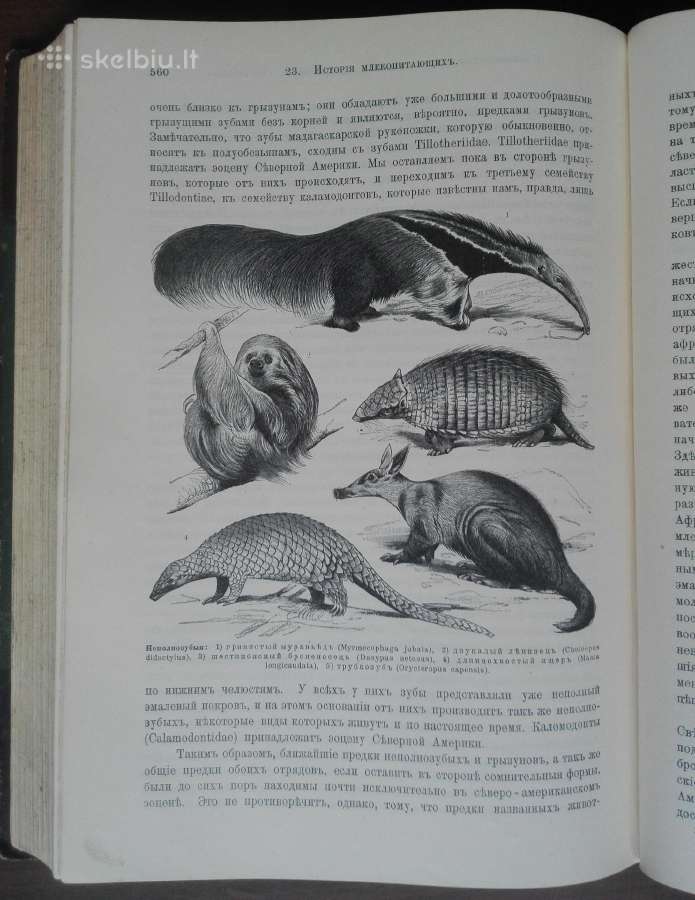 1740. Происхожденiе Животнаго Мiра Вильгедьма Гаак - nuotraukos Nr. 18