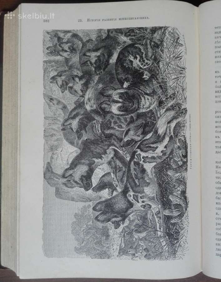 1740. Происхожденiе Животнаго Мiра Вильгедьма Гаак - nuotraukos Nr. 19