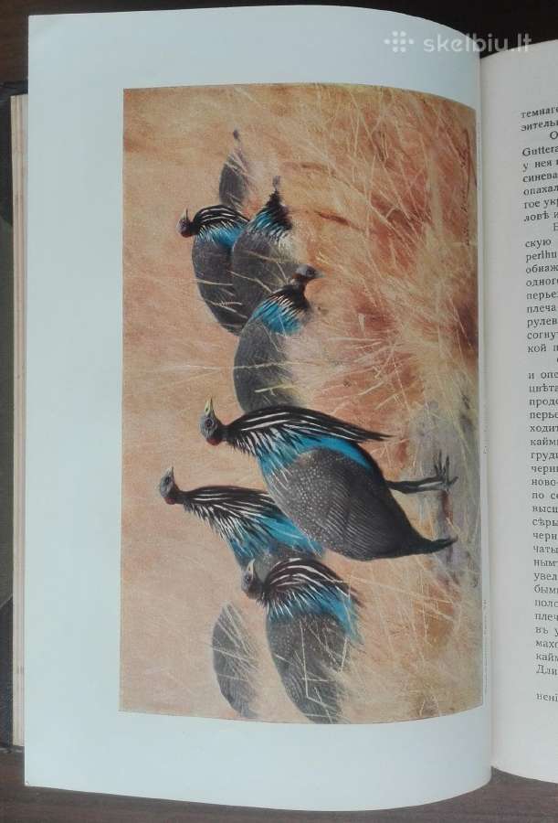 1742a. Бремь, Жизнь Животных 7и8 томъ - nuotraukos Nr. 5