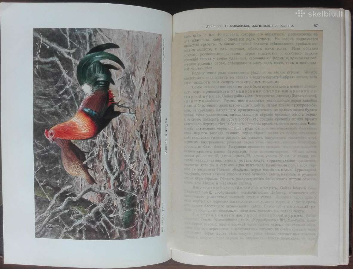 1742a. Бремь, Жизнь Животных 7и8 томъ - nuotraukos Nr. 7
