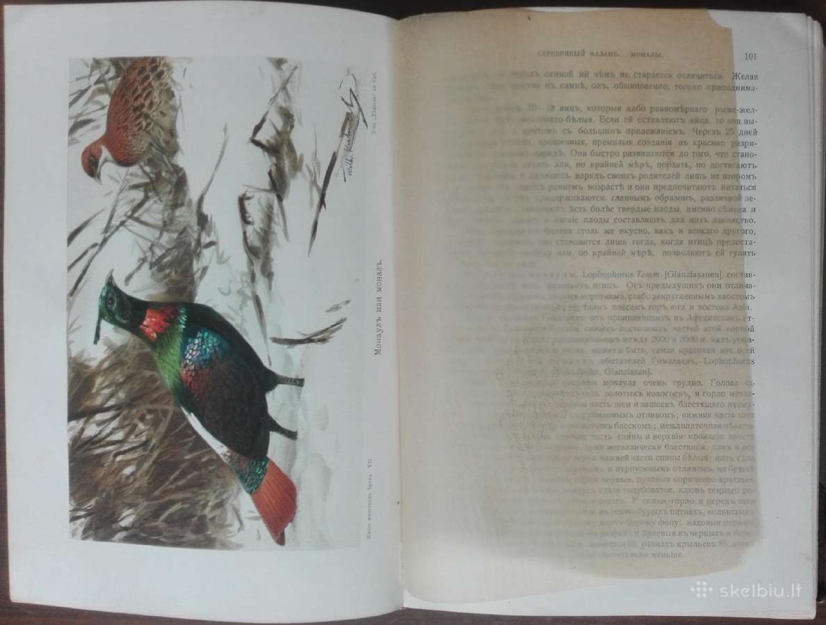 1742a. Бремь, Жизнь Животных 7и8 томъ - nuotraukos Nr. 9