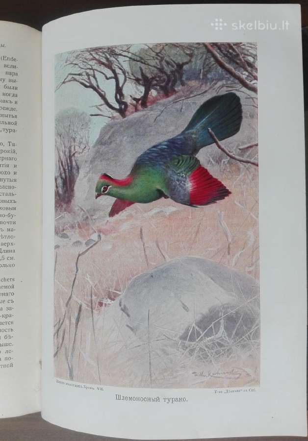 1742a. Бремь, Жизнь Животных 7и8 томъ - nuotraukos Nr. 26