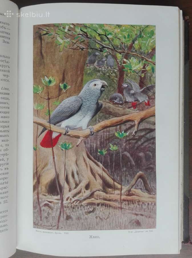 1742a. Бремь, Жизнь Животных 7и8 томъ - nuotraukos Nr. 36