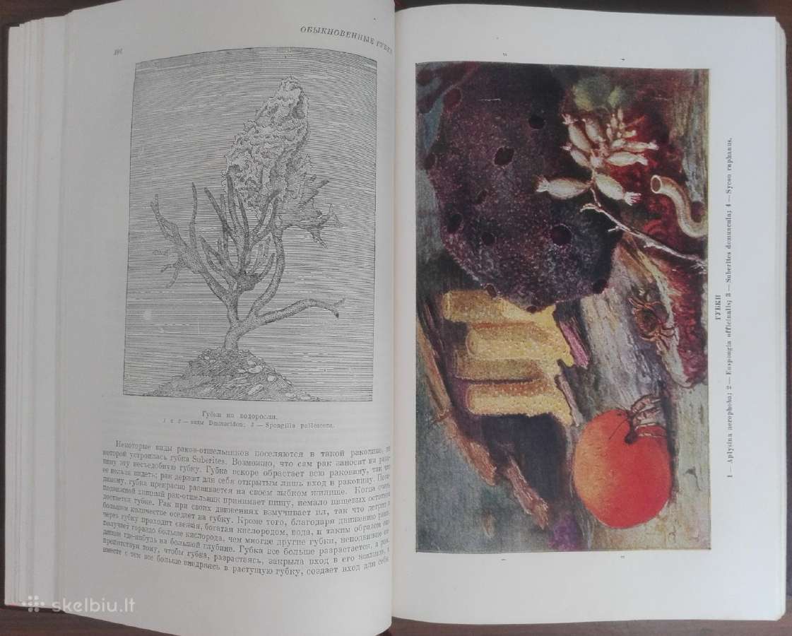 1744. Жизнь Животных По А. Э. Бремеру - nuotraukos Nr. 5