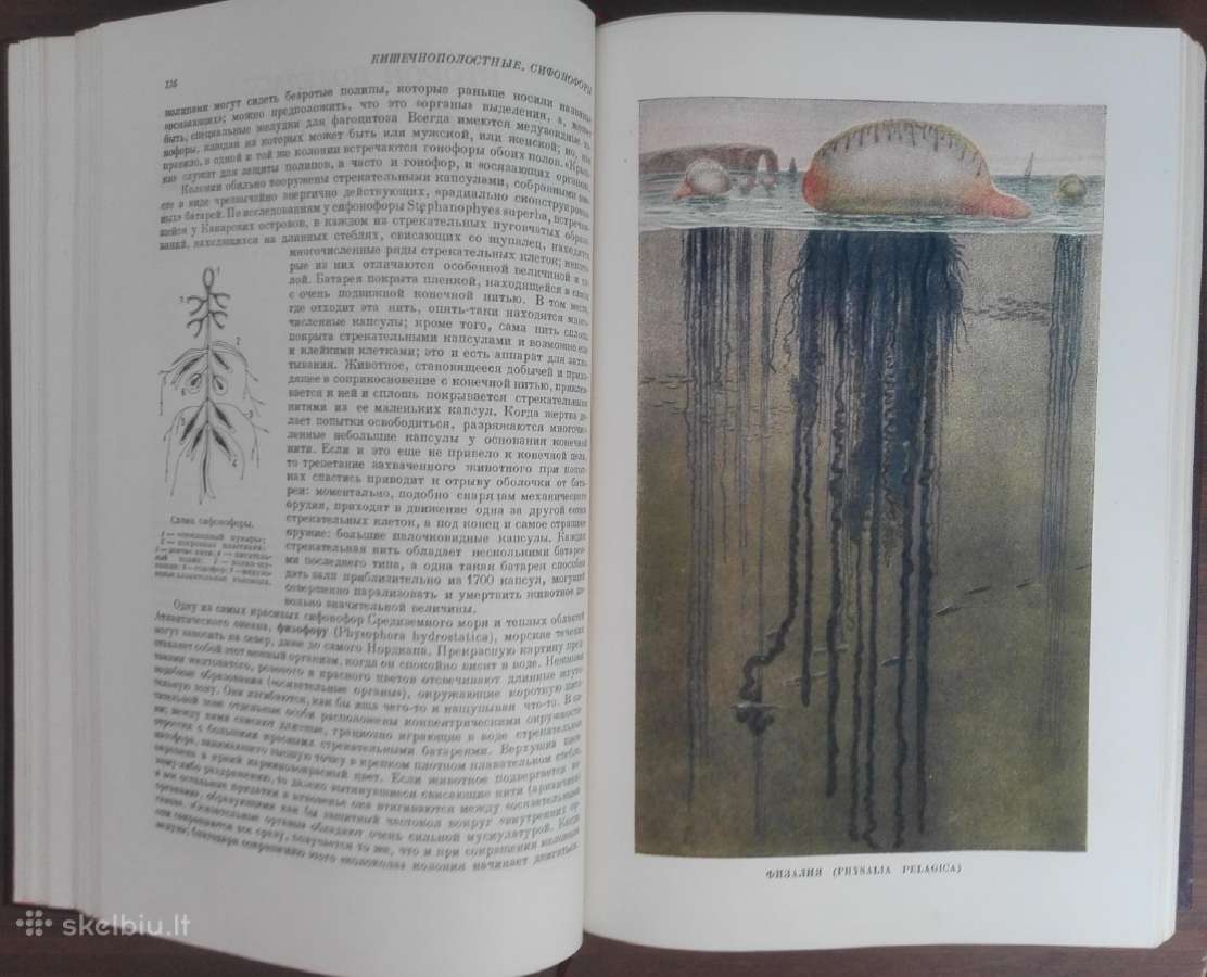 1744. Жизнь Животных По А. Э. Бремеру - nuotraukos Nr. 6