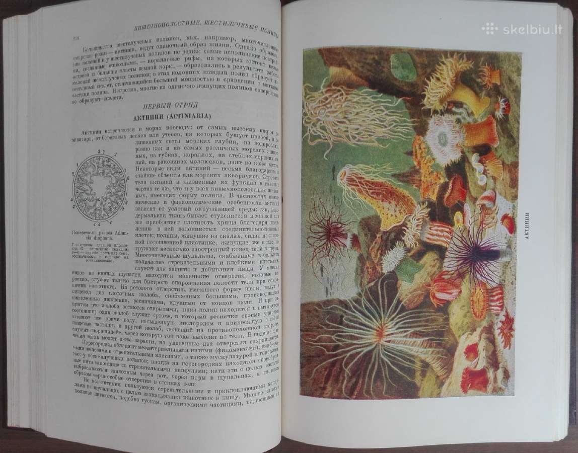 1744. Жизнь Животных По А. Э. Бремеру - nuotraukos Nr. 8