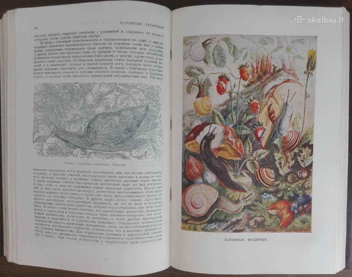 1744. Жизнь Животных По А. Э. Бремеру - nuotraukos Nr. 12