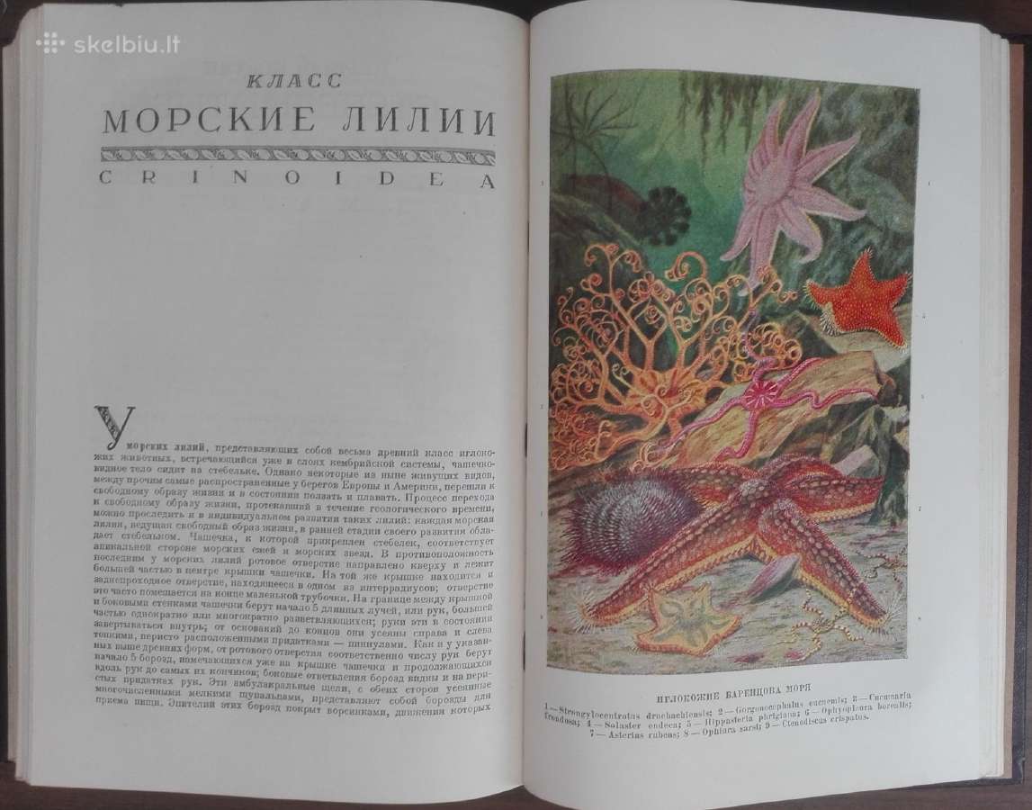 1744. Жизнь Животных По А. Э. Бремеру - nuotraukos Nr. 15