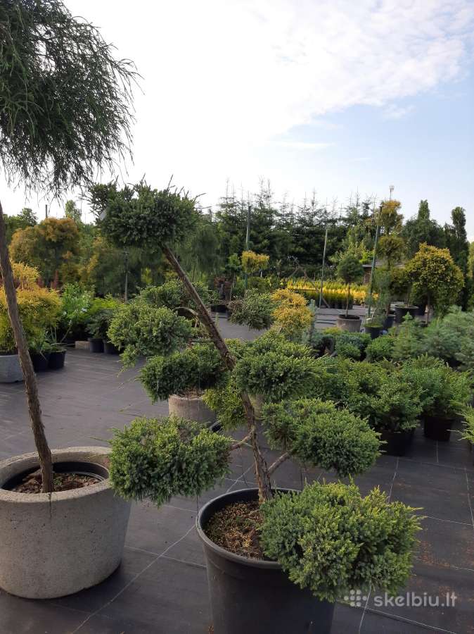 Lauko bonsai - niwaki - nuotraukos Nr. 3