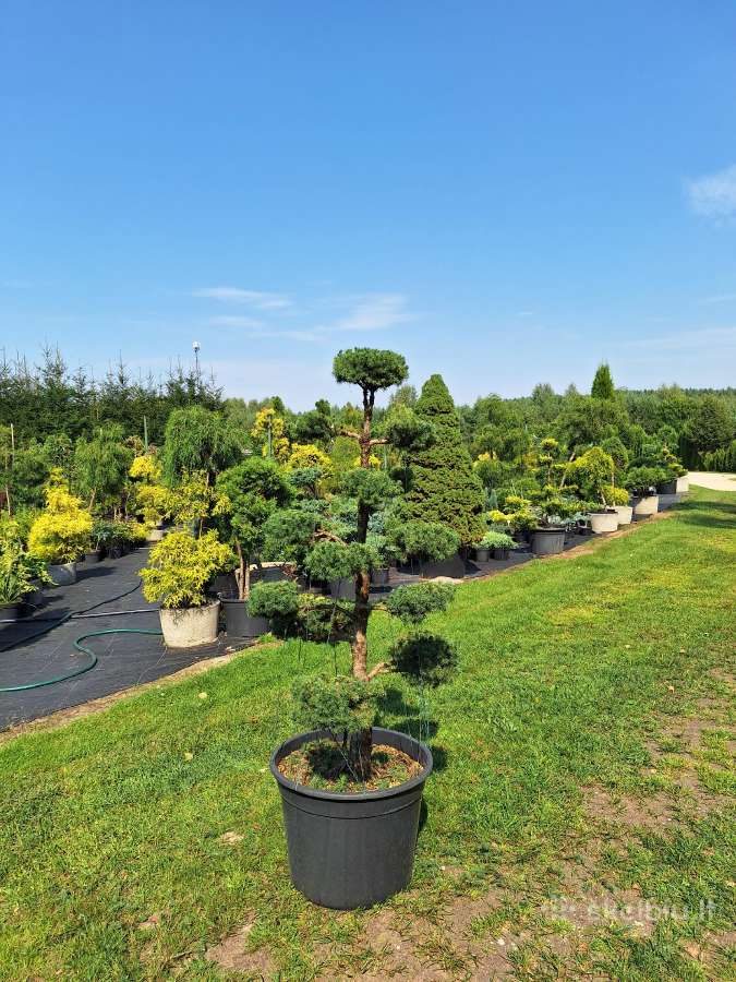 Lauko bonsai - niwaki - nuotraukos Nr. 2