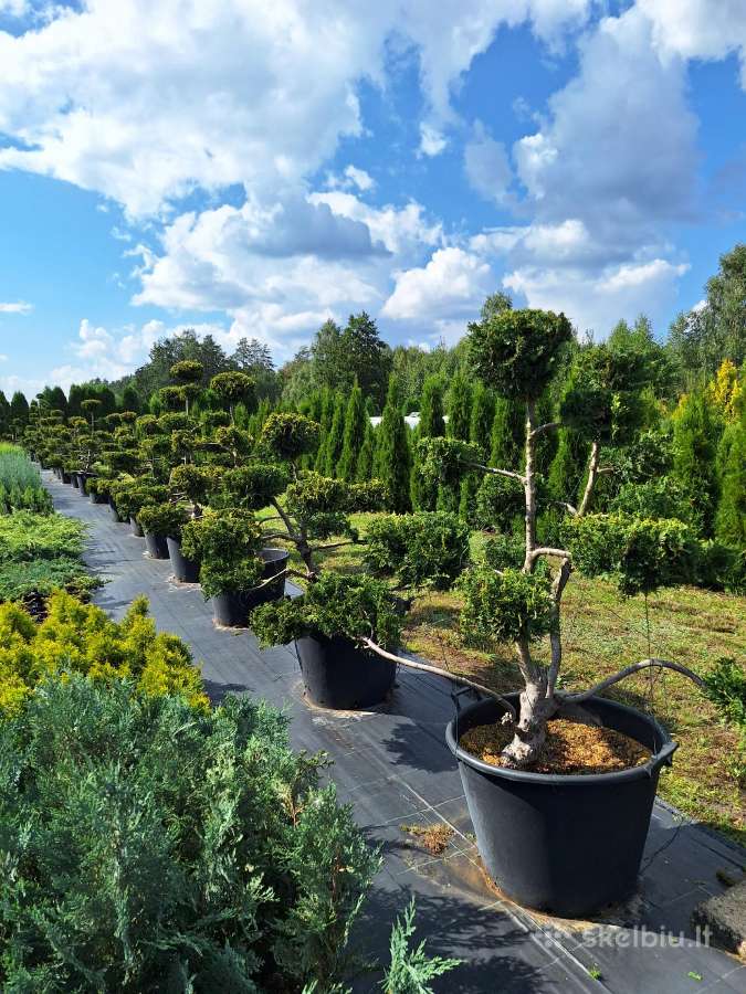 Lauko bonsai - niwaki - nuotraukos Nr. 5