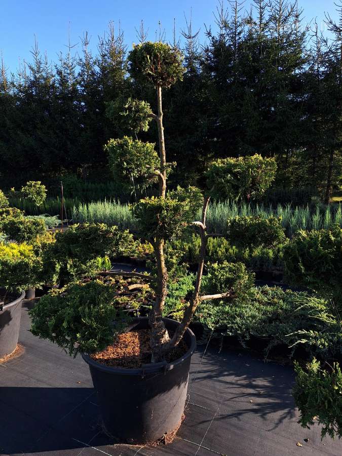 Lauko bonsai - niwaki - nuotraukos Nr. 7