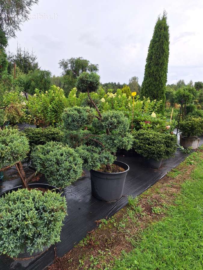 Lauko bonsai - niwaki - nuotraukos Nr. 12