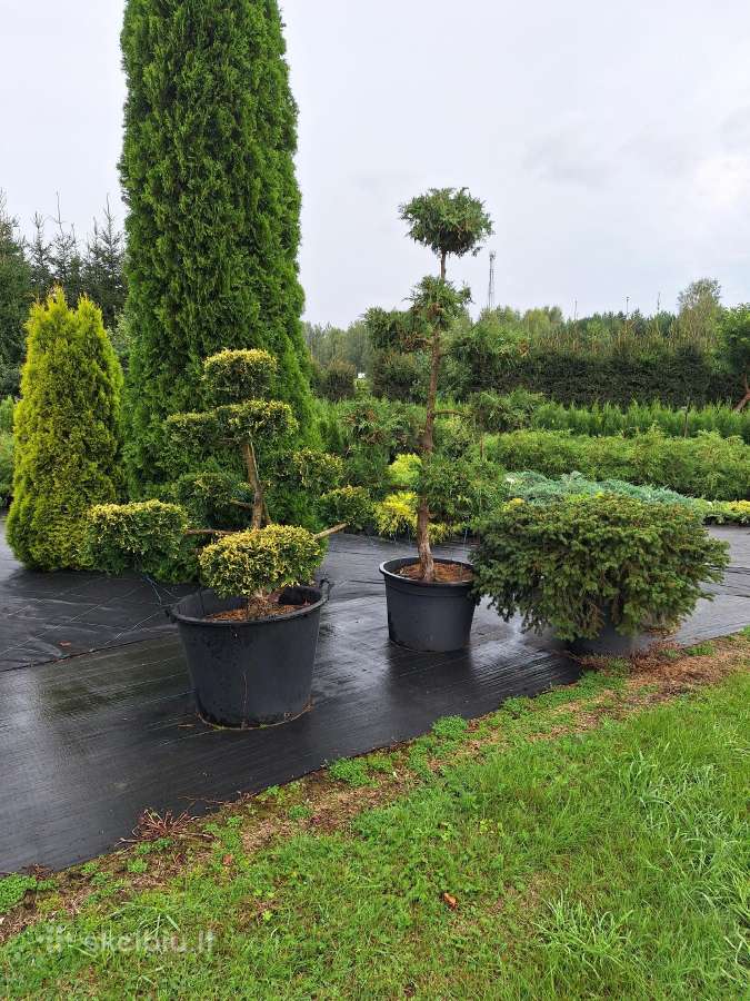 Lauko bonsai - niwaki - nuotraukos Nr. 13